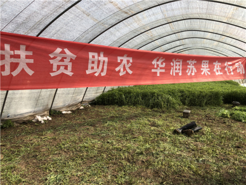 苏果和八卦洲农户共抗疫情 2万多斤滞销芦蒿找到“销路”