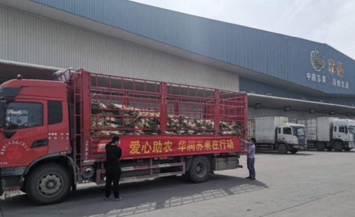 苏果消费扶贫再发力，助利辛县滞销大葱走出困境